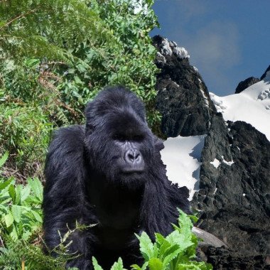 12 Days Mount Rwenzori Hiking and Gorilla Trekking Safari