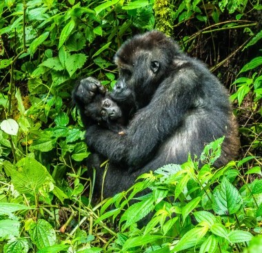 lowland gorillas kahuzi biega - johnny africa