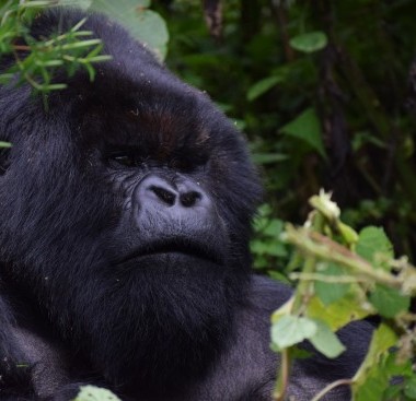 rwanda silverback gorilla 