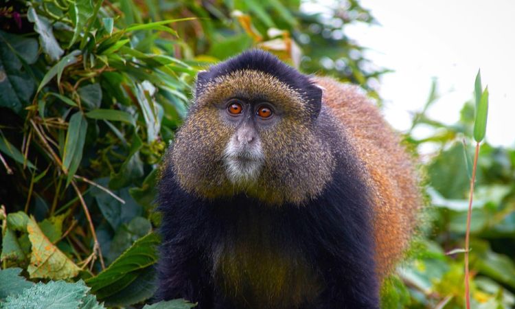 3 Days Uganda Golden Monkey Tracking Tour