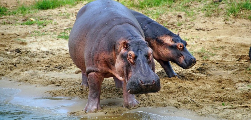 2 Days Uganda Wildlife Safari in Lake Mburo National Park