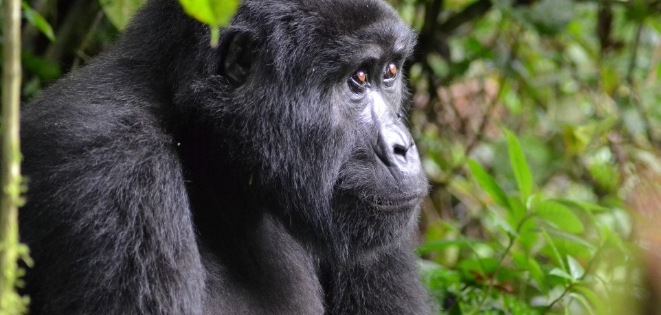 11 Days Uganda Wildlife Safari