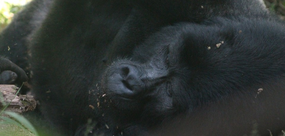 3 Days Bwindi Gorilla Trekking Safari from Kigali
