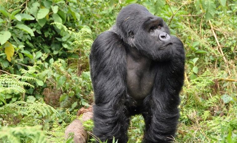 10 Days Best of Rwanda Safari – Private safari journey