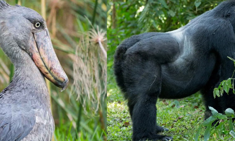 11 days Uganda birding and Gorilla Safari