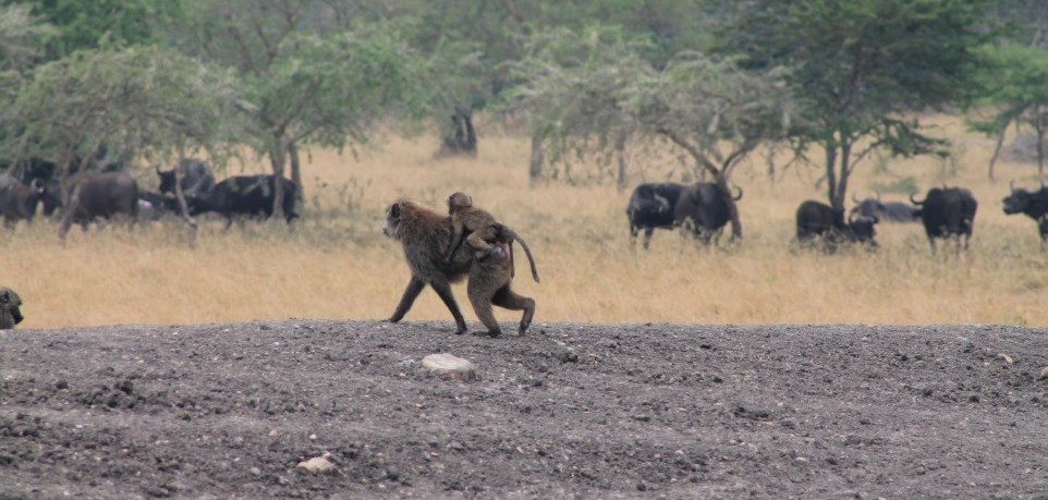 15 Days Best of Wildlife and Primates in East Africa