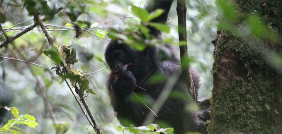 2 Days Bwindi Gorilla Trekking Safari from Kigali