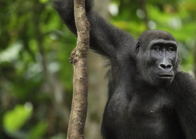 3 Days Eastern Lowland Gorilla Trekking Safari – Private safari journey