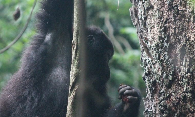 3 Days Gorilla Trekking Tour in Rwanda – Private safari journey