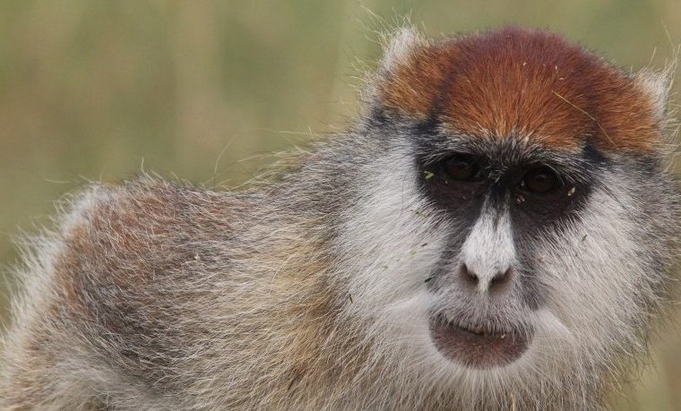 3 Days Gorillas and Golden Monkey Trekking in Rwanda – Private safari journey