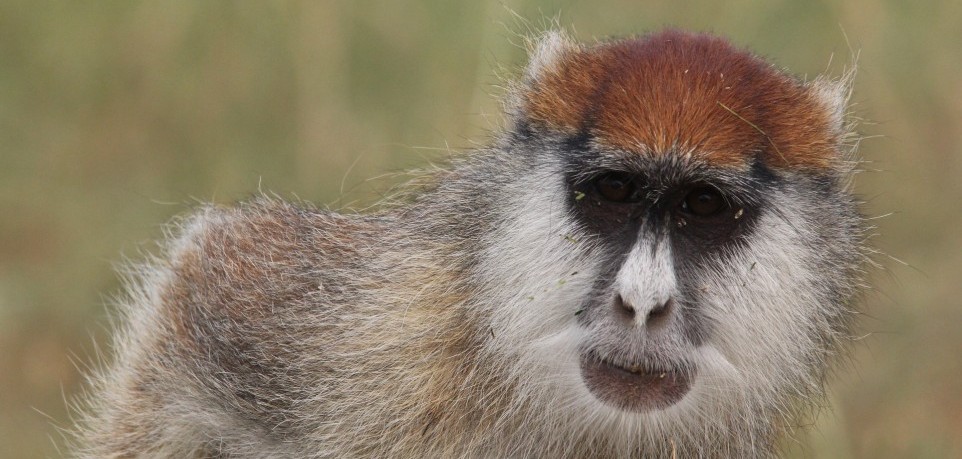 3 Days Gorillas and Golden Monkey Trekking in Rwanda