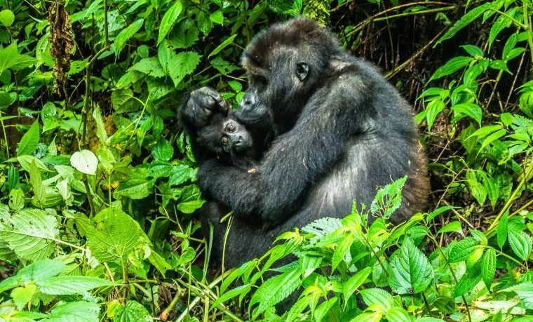 3 Days Kahuzi Biega Lowland Gorilla Safari – Private safari journey