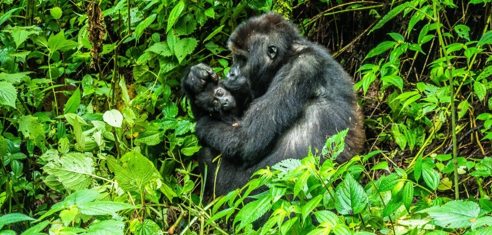 3 Days Kahuzi Biega Lowland Gorilla Safari