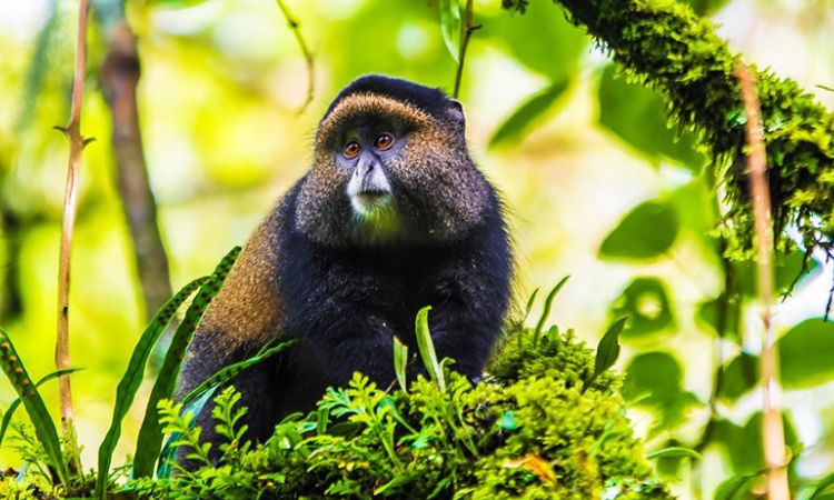 3 Days Uganda Golden Monkey Tracking Tour