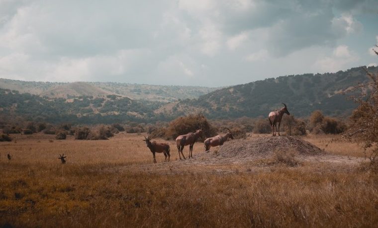 4 Days Akagera National Park Safari – Private safari journey