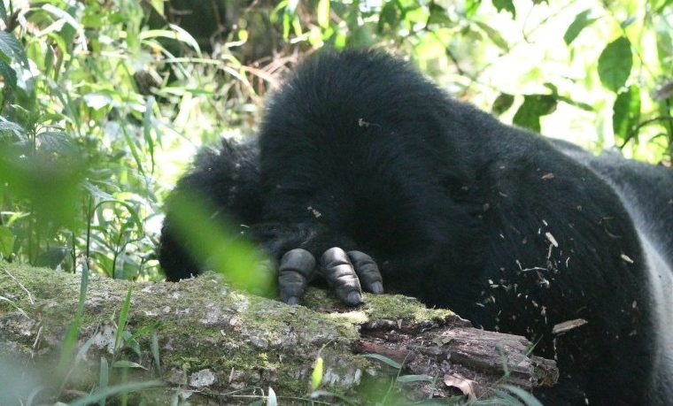 4 Days Double Gorilla Trekking in Bwindi National Park – Private safari journey