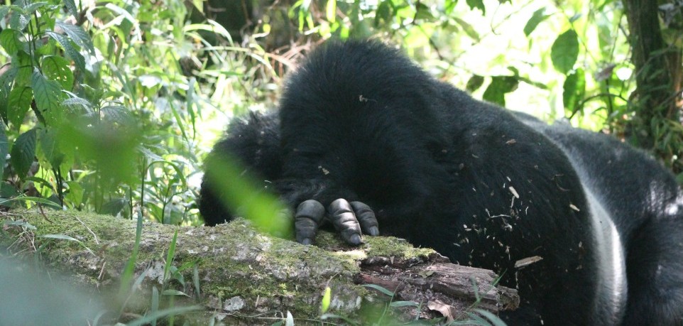 4 Days Double Gorilla Trekking in Bwindi National Park