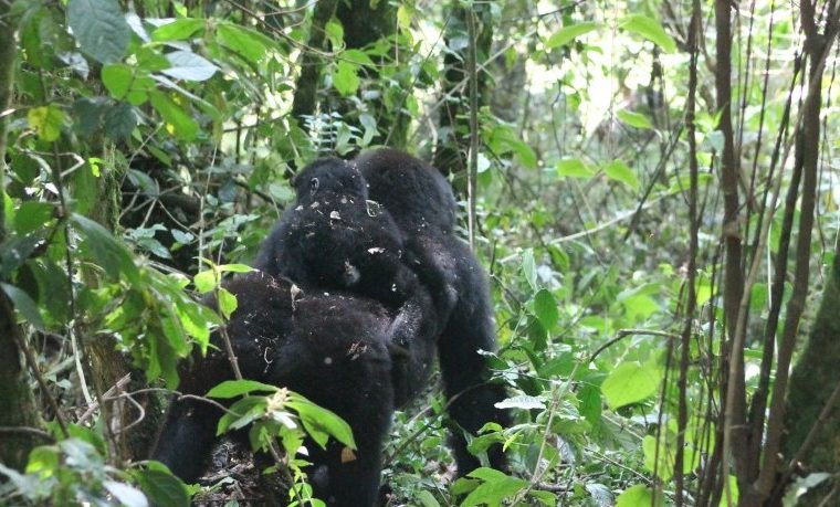 4 Days Double Gorilla Trekking in Rwanda – Private safari journey