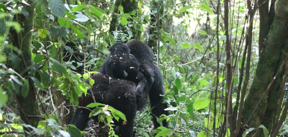 4 Days Double Gorilla Trekking in Rwanda