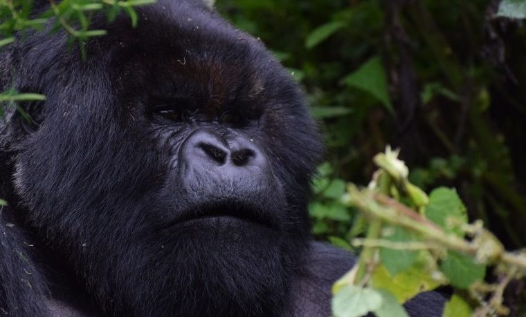 4 Days Golden Monkeys and Gorilla Trekking in Volcanoes National Park – Private safari journey