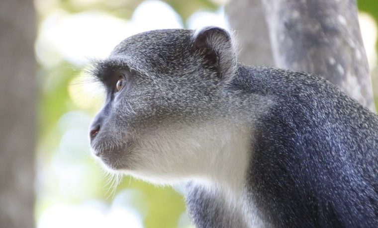 4 Days Mikeno Mist Package – Private safari journey