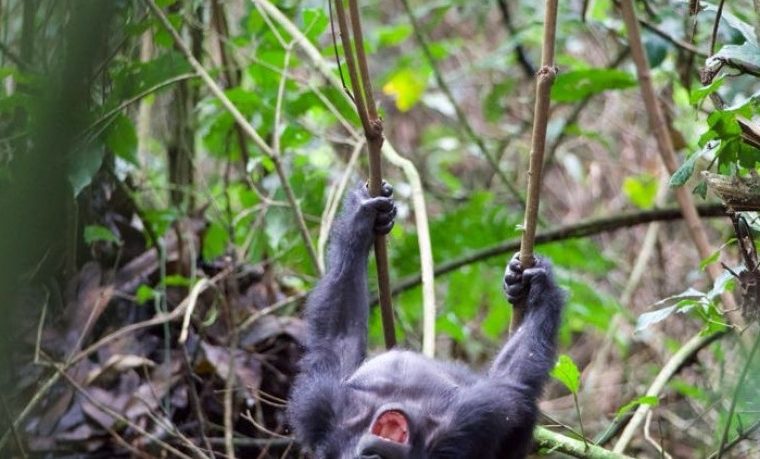 4 Days Virunga Gorilla Trekking Safari – Private safari journey