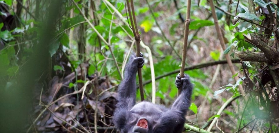 4 Days Virunga Gorilla Trekking Safari