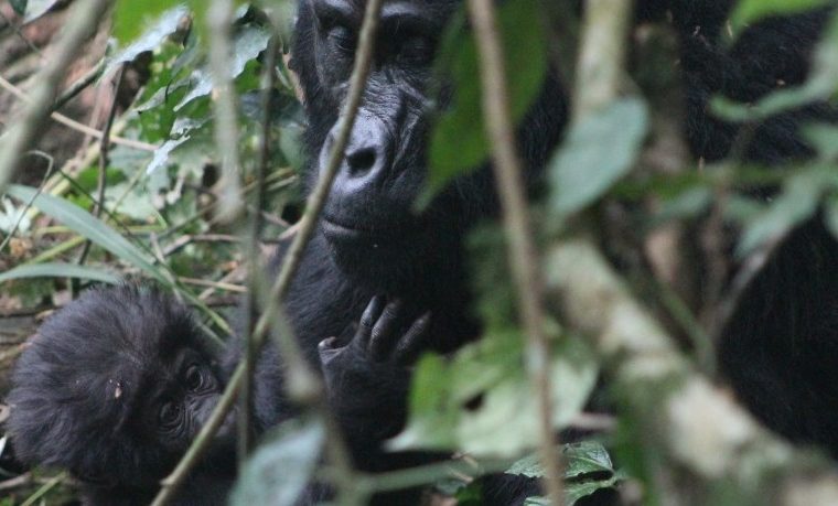 5 Days Gorilla Trekking & Wildlife Tour in Rwanda – Private safari journey