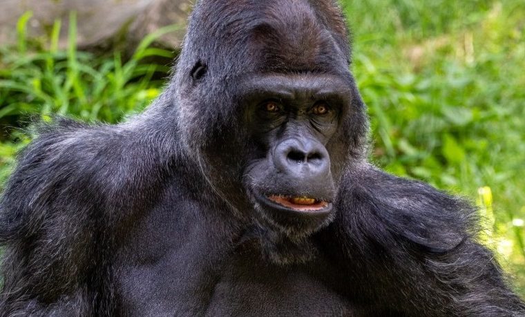5 Days Great Ape Package – Private safari journey