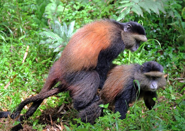 5 Days Uganda Golden Monkeys and Chimpanzee Safari