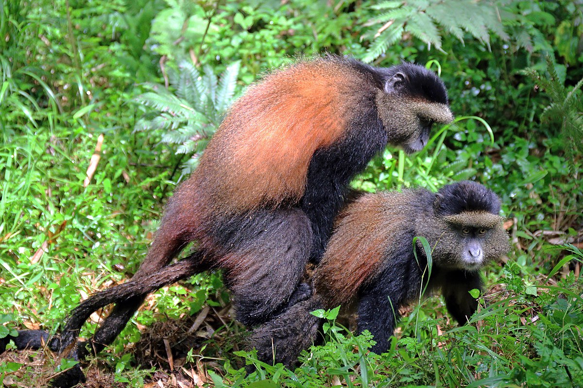 5 Days Uganda Golden Monkeys and Chimpanzee Safari – Private safari journey