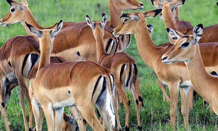 6 Days Lake Mburo National Park and Bwindi Gorilla Safari