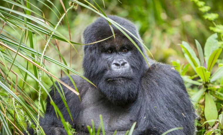 6 Days Lowland Gorilla Trekking Safari – Private safari journey