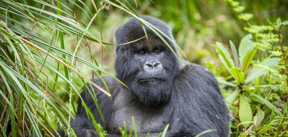 6 Days Lowland Gorilla Trekking Safari