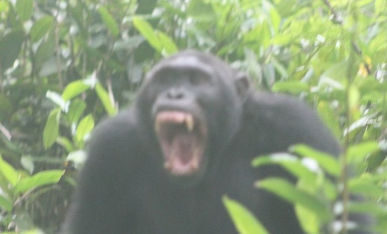 6 Days Primates and Adventure Safari in Rwanda – Private safari journey