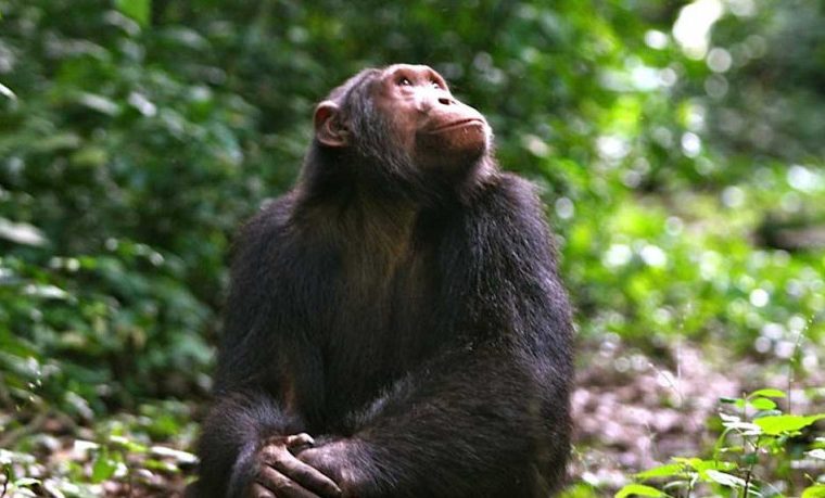 6 Days Rwanda Double Gorilla Trek and Chimpanzee Tour – Private safari journey