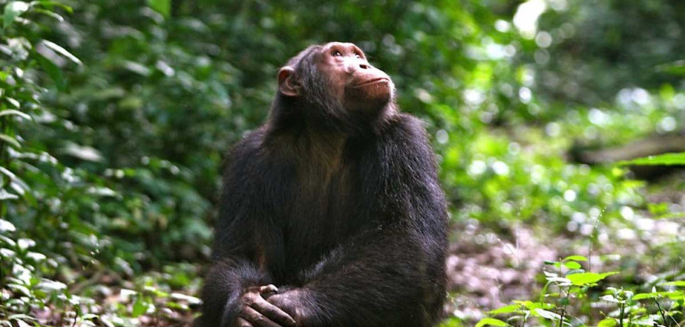 6 Days Rwanda Double Gorilla Trek and Chimpanzee Tour