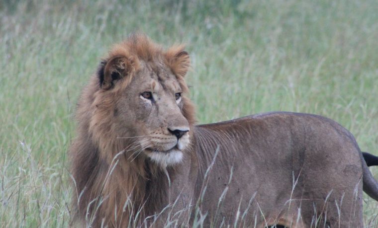 6 days Rwanda Wildlife and Chimpanzee Tour – Private safari journey