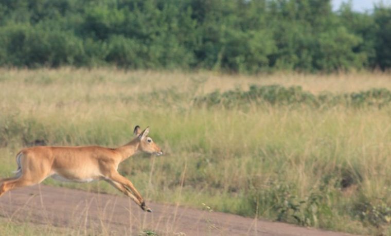 9 Days Uganda Safari – Private safari journey