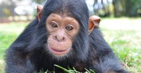 1 Day Ngamba Island Chimpanzee Sanctuary Tour