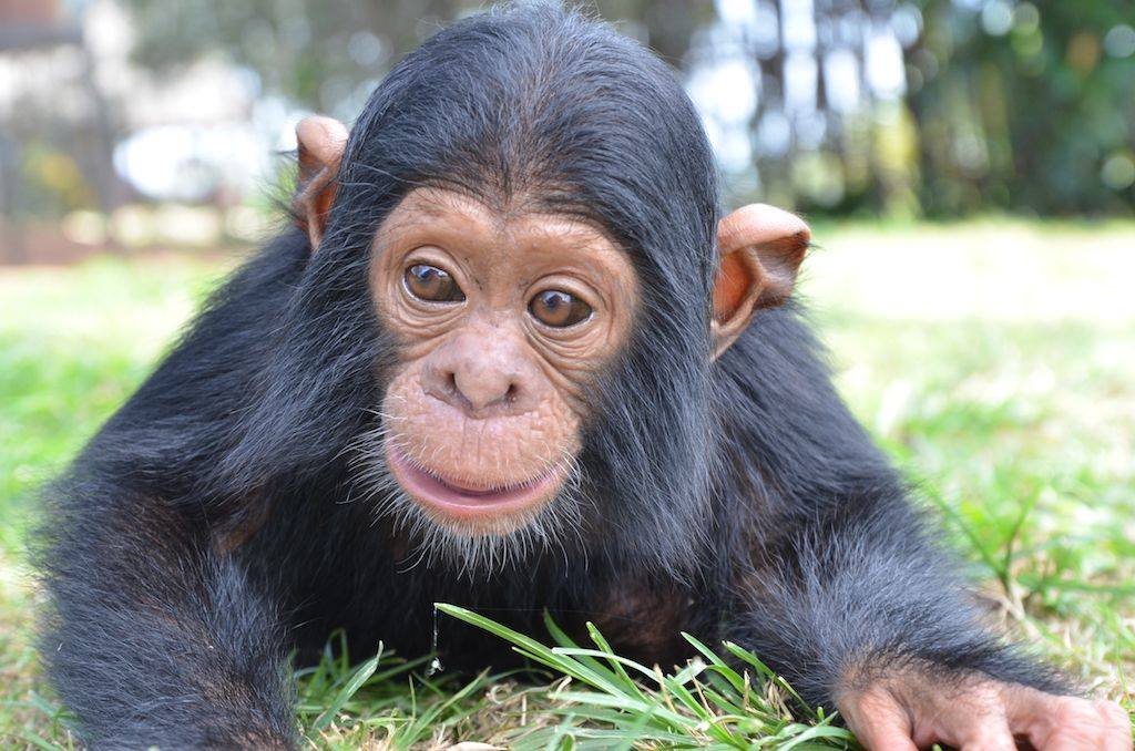1 Day Ngamba Island Chimpanzee Sanctuary Tour