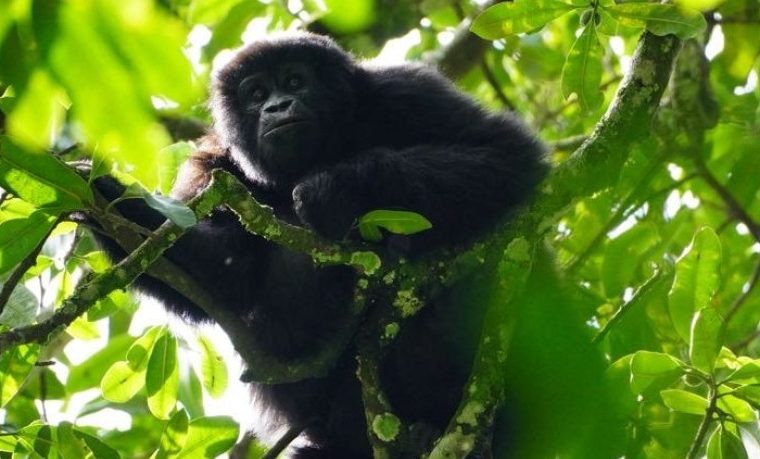 10 Days Rwanda and Congo Gorilla Trekking Tour