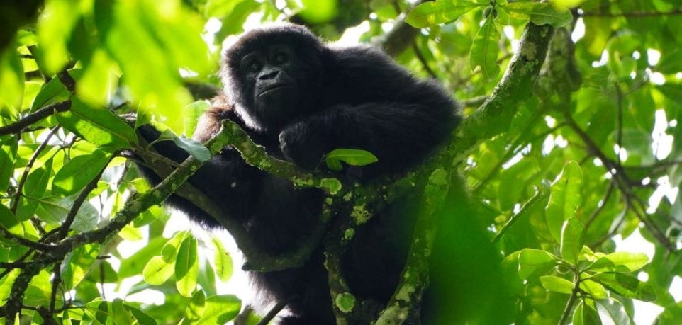 10 Days Rwanda and Congo Gorilla Trekking Tour