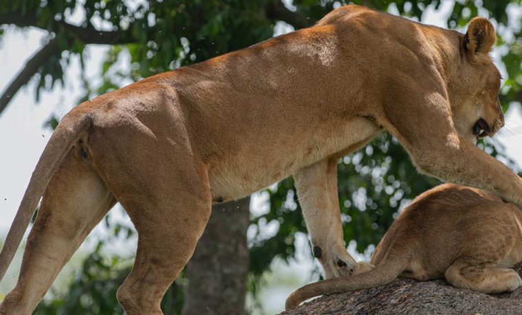 12 Days Kenya Uganda and Rwanda Safari