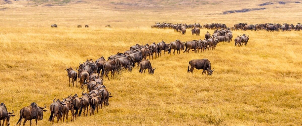 13 Days Tanzania wildebeest migration and Rwanda Gorilla Safari