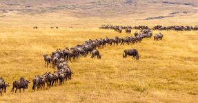 13 Days Tanzania wildebeest migration and Rwanda Gorilla Safari