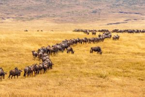 13 Days Tanzania wildebeest migration and Rwanda Gorilla Safari