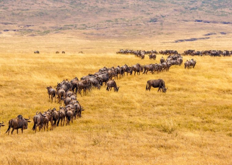 13 Days Tanzania Wildebeest Migration and Rwanda Gorilla Safari