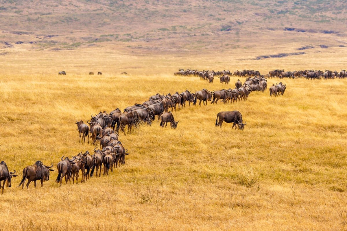 13 Days Tanzania Wildebeest Migration and Rwanda Gorilla Safari – Private safari journey