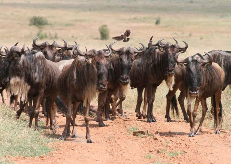 24 Days Rwanda Uganda Kenya and Tanzania Safari